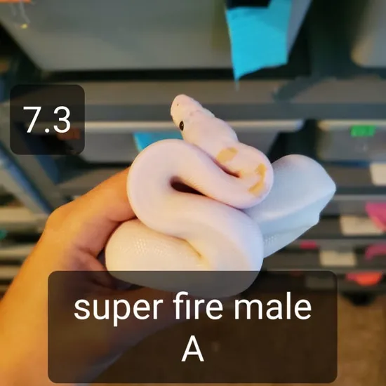 Super Fire A Ball Python by H&H Pythons
