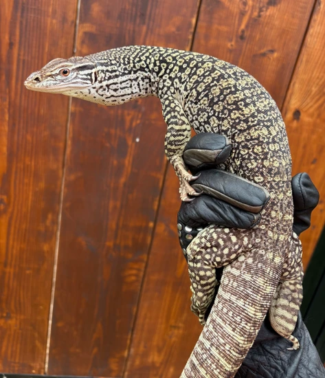 Sand Monitor (Varanus Flavirufus) Other Monitor by Monroe’s exotics
