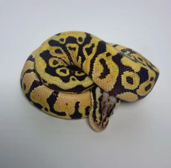 Spotnose 100% Het Clown Ball Python by Rose Reptiles