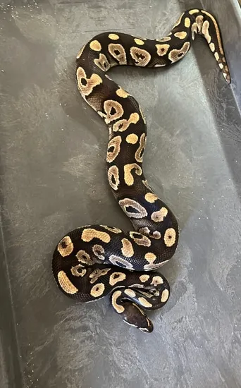 Phantom Het Daddy Ball Python by KayChrisRoyals