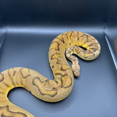 Pastel Od Clown 66% Het Dg