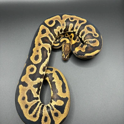 Leopard Yb Het Clown 50% DH Sunset Pied