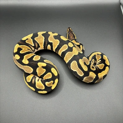 OD DH Sunset Clown 50% Het Pied