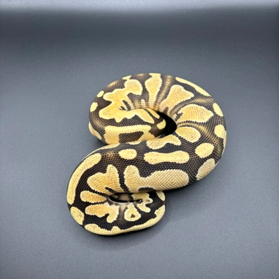 OD Fire Yb DH Sunset Clown 50% Het Pied