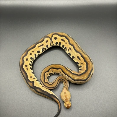 Black Pastel Leopard Clown