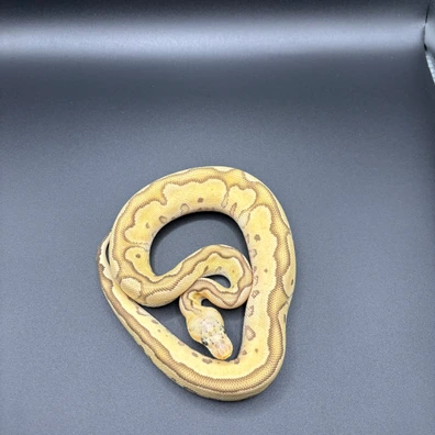 Fire Pastave Clown 66% Het Puzzle