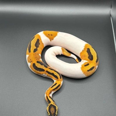 OD Pied 50% Het Sunset