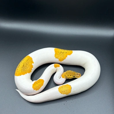 OD YB Fire Pinstripe Pied 50% Het Sunset