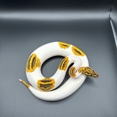 Fire Yb Pied 50% Het Sunset