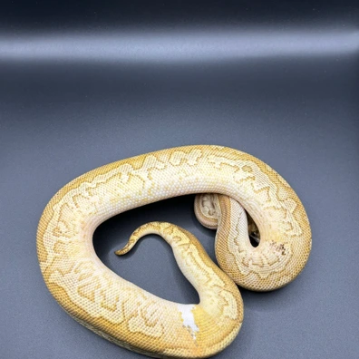 Butter Yb Clown 66% Het Sunset 50% Het Pied