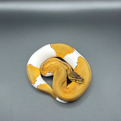 OD Pinstripe Pied 66% Het Sunset 50% Het Albino