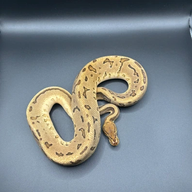 OD YB Leopard Pinstripe Het Clown 50% DH Sunset Pied