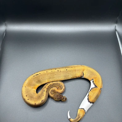 Pinstripe Pied 66% Het Sunset 50% Het Albino