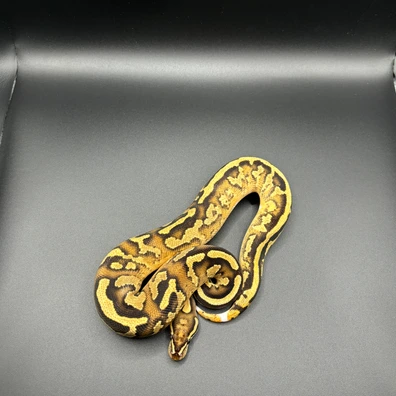 Fire Yb DH Sunset Clown 50% Het Pied