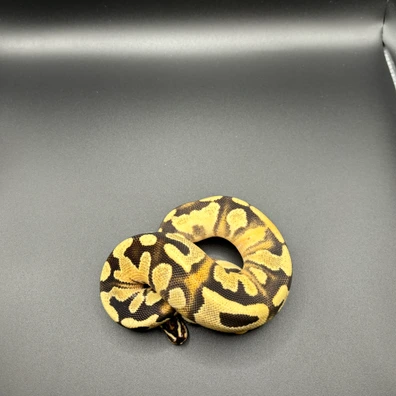 OD YB Fire DH Sunset Clown 50% Het Pied