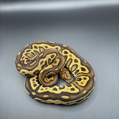 Hurricane Leopard Yb Clown