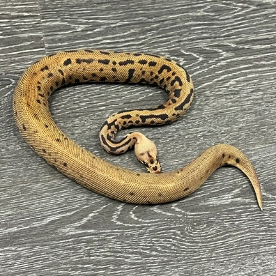 Black Pastel Confusion Batman Ball Python - male for sale from L11 royals