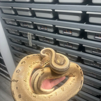 OD Yb Leopard Pinstripe Dh Sunset Pied Ball Python - male for sale from L11 royals