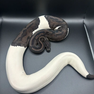 Pied Ball Python - female for sale from L11 royals