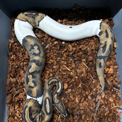 Orange Dream GeneX Pied Ball Python - female for sale from L11 royals