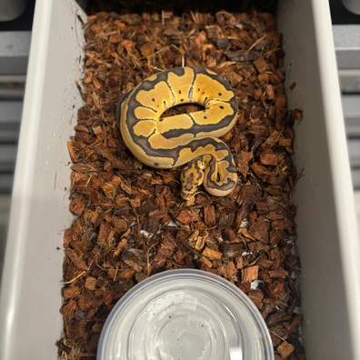 OD Leopard Clown 66% Het Sunset 50% Het Pied Ball Python - female for sale from L11 royals
