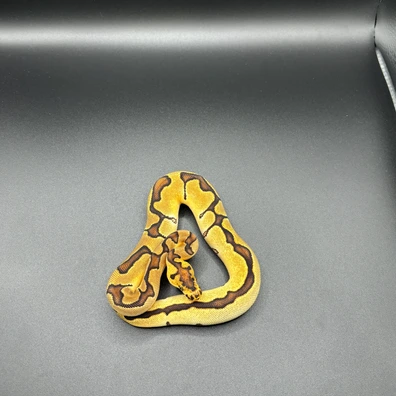 Enchi Clown 66% Het Sunset 50% Het Pied Ball Python - male for sale from L11 royals