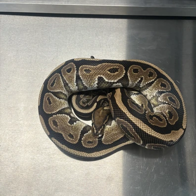 Cinnamon 66% Het Sunset Ball Python - male for sale from L11 royals