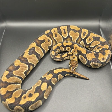 Yb Het Clown Ball Python - female for sale from L11 royals