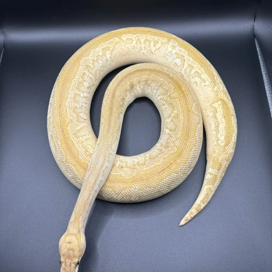 Lesser Spotnose Clown Ball Python - female for sale from L11 royals