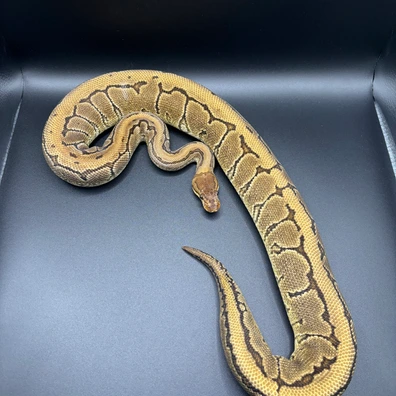 Pinstripe Yb Het Clown 50% Dh Sunset Pied Ball Python - female for sale from L11 royals