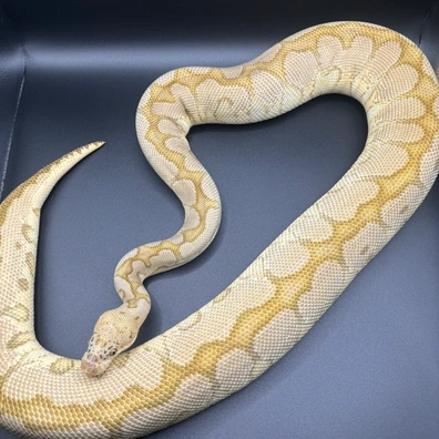 Pastave Spotnose Puzzle Clown Ball Python - female for sale from L11 royals