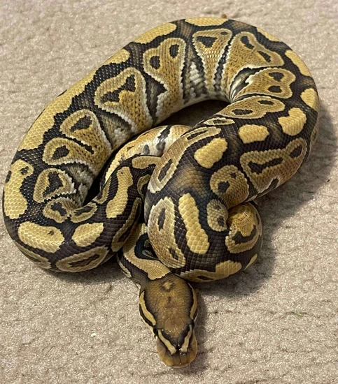 Hypo Het Clown Ready To Breed Ball Python by Snake's Legacy Reptiles Inc