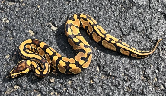 Het Pied 66% Het Clown Ball Python by KC's Royal Pythons