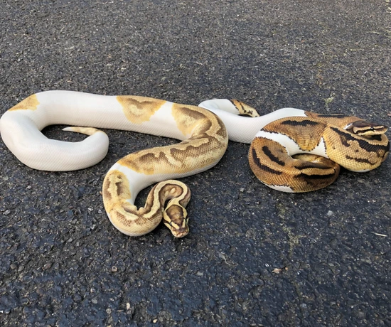 Female Bundle!*** Fire Pied Het Clown & Pied Het Clown *** LOW Reserve ...