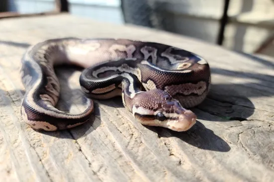 Black Pewter Het Pied 50 Percent Het Albino Ball Python by Bleeding ...