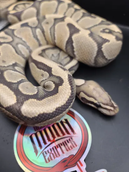 Vanilla Ghost Ball Python by Bleeding Moon Exotics