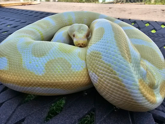 Albino Het Pied Ball Python by Bleeding Moon Exotics