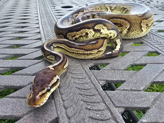 Black Pewter Het Pied 50% Het Albino Rtb Male Ball Python by Bleeding ...