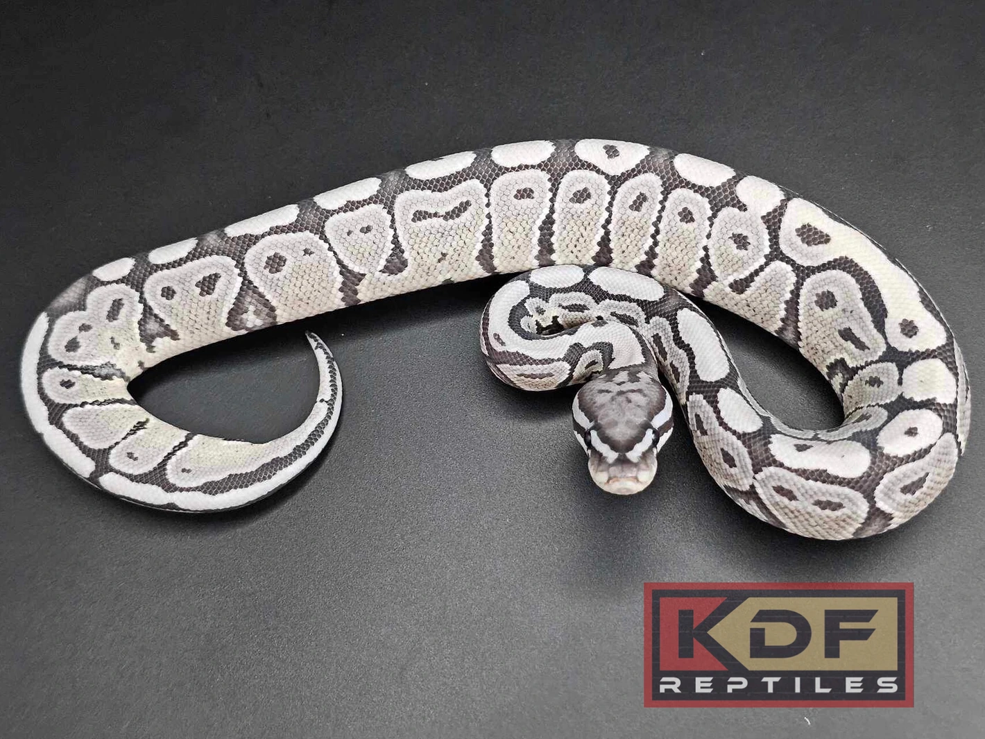 True Ghost Ball Pythons by KDF Reptiles, LLC - MorphMarket