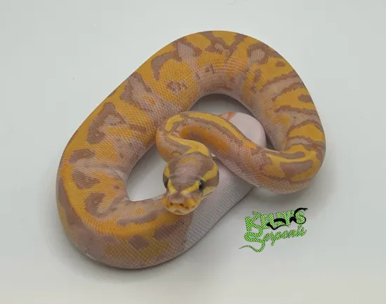 Goblin Ball Python Morph Banana Goblin Pied Ball Python by Kelly’s Serpents