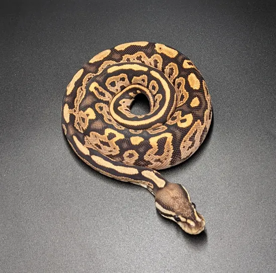 Black Pastel Orange Dream Fire 50% Het Clown 50% Het Albino Ball Python ...