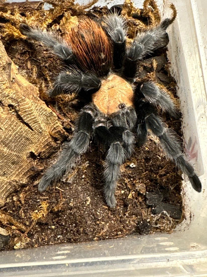 Brachypelma Albiceps Mexican Golden Red-rump 4” Tarantula by Kementari ...