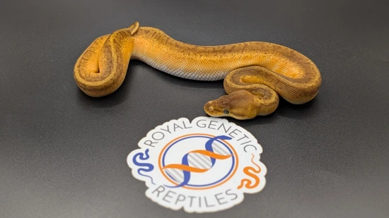 Enchi Pinstripe Sunset Ball Python by Royal Genetic Reptiles Inc