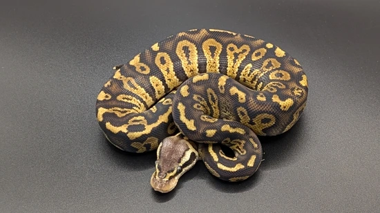 Stranger Sable Pastel Het Clown Ball Python by Royal Genetic Reptiles Inc