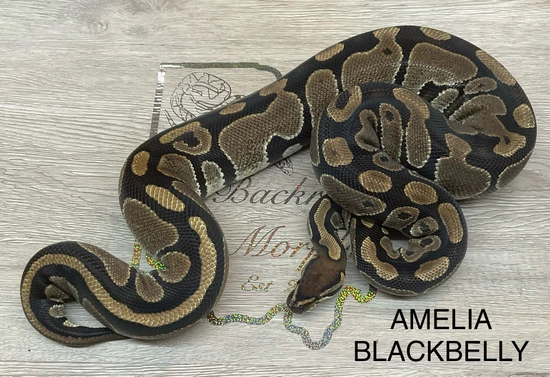 Black Belly Ball Python by Backroad Morphs Llc