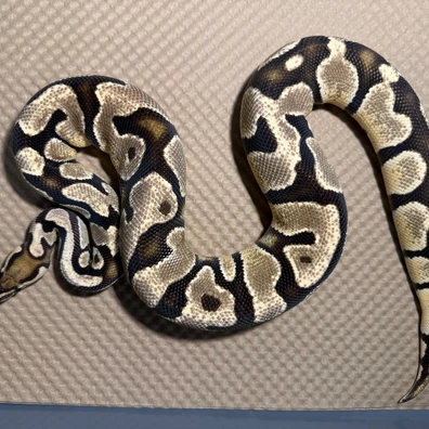 Orange Dream Disco Female