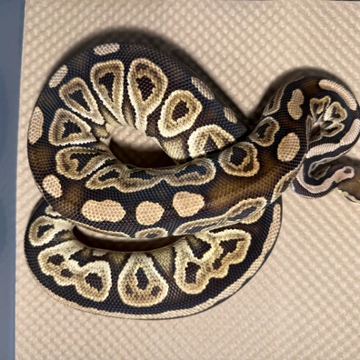 Black Pastel 100% Het Clown