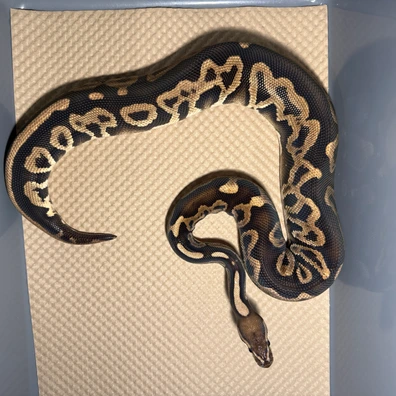 Black Pastel Leopard (Honey) 100% Het Clown