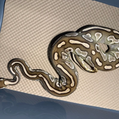 Mojave 100% Het Clown