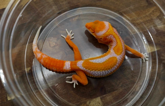 Red Diamond Leopard Gecko by Kensington Geckos